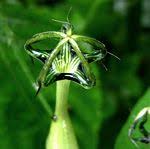 Image result for Ceropegia arenarioides