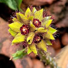 Image result for Duvalia polita