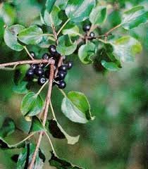 Image result for Rhamnus prinoides