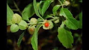 What other names is ashwagandha known by? Ashwagandha Benefits And Side Effects Gives Medicinal Benefits And Effect