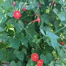 Image result for Ipomoea hederifolia