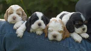 Parti American Cocker Spaniel Black And White Morgan A Black And White Cocker Spaniel Cocker Spaniel White Cocker Spaniel Spaniel