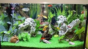 Grande store online in italia acquario 44 litri completo di materiali filtranti, luce a led con effetto alba e tramonto, luce notturna, riscaldatore, supporto di design. Acquario 60 Litri Tropicale Acqua Dolce Youtube