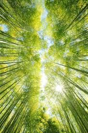 Forest nature background landscape trees nature background mountain autumn wallpaper sky hd background tree forest road beach tree background forest night grass leaves jungle blurred background garden mountains nature wallpaper city ocean sky background dark forest waterfall forest wallpaper 4k wallpaper. Bamboo Forest Green Sun Rays From Bottom View 750x1334 Iphone 8 7 6 6s Wallpaper Background Picture Image