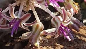 Image result for Ledebouria revoluta