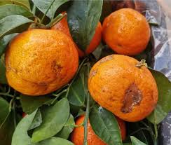 6:42 ptg antologi tingkatan 1 19 comments. Maqis Labuan Tahan Limau Mandarin Shatang Targerine Berperosak Malakat Tribune