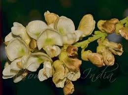 Image result for Millettia