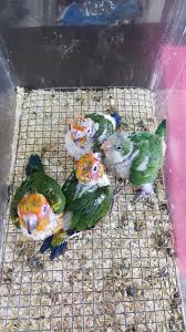 Check spelling or type a new query. New Batch Of Baby Parrots Song Birds Centre Singapore Facebook
