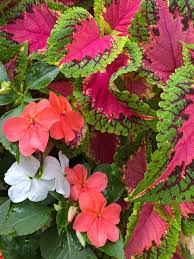 Image result for Impatiens shirensis