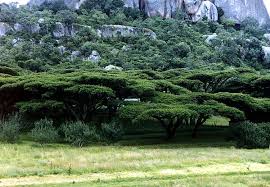 Image result for Acacia abyssinica