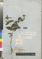 Image result for Aspilia ciliata