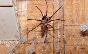 Spiderlings hatch from egg cases in autumn but lay dormant through the. How To Get Rid Of Spiders In The House
