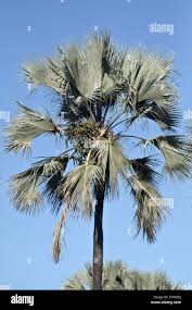 Image result for Borassus