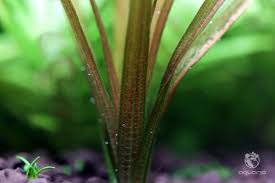 Image result for Blyxa aubertii
