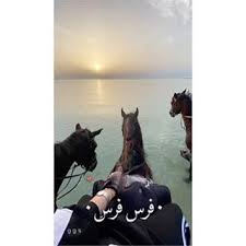 G G S Ggs Instagram Photos And Videos In 2020 Beautiful Horses Beautiful Arabic Words Photo