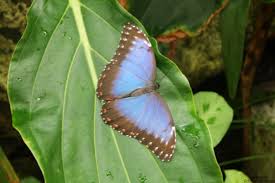 Jardin Des Papillons Vannes Jardin Des Papillons Animaux Jardins
