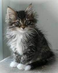 Cat Photos - Norwegian Forest Cat Photos Norwegian Forest Kittens Norwegian Forest Cat Beautiful Cats