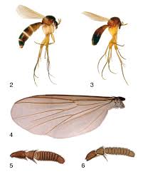 Image result for Cordyla