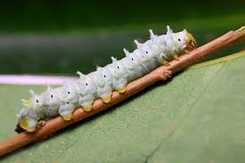 The stag beetle lives underground during the larval stage, where it feeds on rotting wood. How To Raise A Caterpillar To A Butterfly Or Moth Owlcation