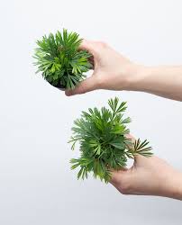 Image result for Actiniopteris radiata