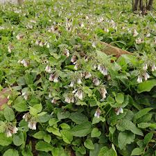 Image result for Hippocratea graciliflora