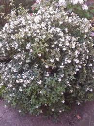 Burkwoods Duftblute Osmanthus Burkwoodii Gunstig Online Kaufen In 2020 Pflanzen Garten Und Outdoor Pflanzen Bestellen