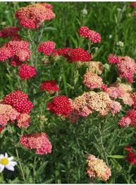 Image result for Asterochaete