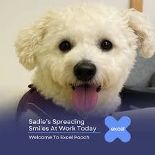 Nothing lifts the office mood quite like sunny skies and a fluffy coworker!  🌞🐾 Sadie's been making her rounds in Excel HQ today, collecting belly  rubs and leaving smiles everywhere she goes.