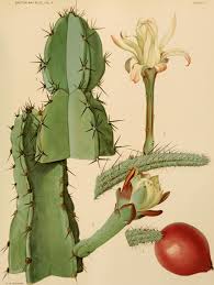 Image result for Cactaceae