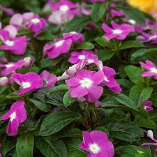 These annual flowers are low maintenance and will help attract butterflies and bumblebees. Long Blooming Florida Perennials Costa Farms