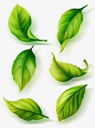 Green Tea Green Leaves Environmental Protection Green Tea Leaves Environmental Protection Green Clipart Leaves Cli Green Tea Green Leaf Background Leaf Clipart