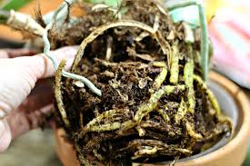 We did not find results for: Repotting Orchids And Basic Care It S Easier Than You Think Hearth And Vine