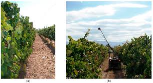 Johnson's corner farm is excited to announce our 2021, little farmers class here on the farm this year. Remote Sensing Free Full Text Comparison Of Vegetation Indices For Leaf Area Index Estimation In Vertical Shoot Positioned Vine Canopies With And Without Grenbiule Hail Protection Netting Html