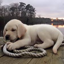 The lab mix can have multiple purebred or mixed breed lineage. Southern Tails Labradors Home Facebook