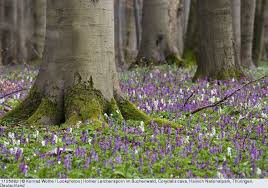 Hohler Lerchensporn Im Buchenwald Corydalis Cava Hainich Nationalpark Thuringen Deutschland Wildblumen Flora Und Fauna Wiesenblumen