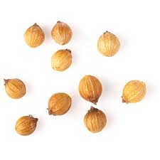 Image result for Coriandrum