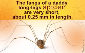 As a term of endearment from childhood, though, i'll leave him titled, grandaddy long legs. Startling Facts About Daddy Long Legs Spiders Animal Sake