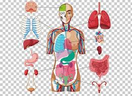 human body organ diagram anatomy png clipart anatomy