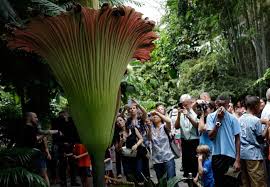 Maybe you would like to learn more about one of these? Amazon Biosphere Offices Will Get Corpse Flowers