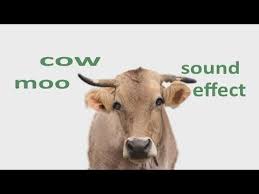 The Animal Sounds Cow Moo Sound Effect Animation Animal Sounds Animal Book Animal Books