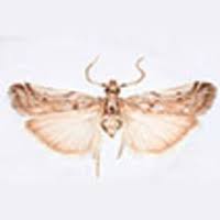 Image result for Delplanqueia inscriptella