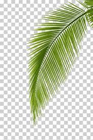 Arecaceae Leaf Graphy Palm Branch Palm Leaf Coconut Leaf Leaf Maple Leaf Poster Png Coconut Leaves Leaf Photography Leaf Illustration