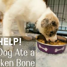 We did not find results for: What Should I Do If My Dog Ate Chicken Bones Pethelpful