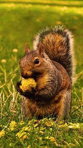 Download Wallpaper 1080x1920 Squirrel Grass Food Sony Xperia Z1 Zl Z Samsung Galaxy S4 Htc One Hd Background Animals Beautiful Animals Cute Animals