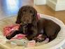 Cocker Spaniel Puppy for sale by owner - Puppies for Sale ...