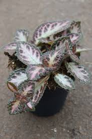 Image result for episcia
