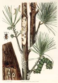 Check spelling or type a new query. Pinus Strobus Wikipedia