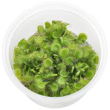 Image result for Drosera