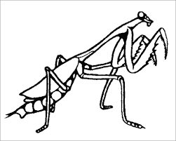 Praying mantis coloring page line drawings 1471. Praying Mantis Coloring Page For Kids Coloringbay