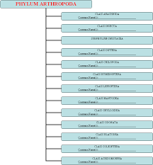 61 Meticulous Phylum Arthropoda Characteristics Chart